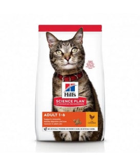 Chat Adult Poulet