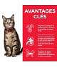 Chat Adult Poulet