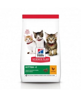 Chat Kitten Poulet