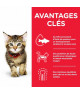 Chat Kitten Poulet