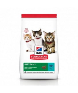 Chat Kitten Thon