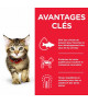 Chat Kitten Thon