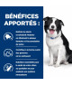 Chien T/D Dental