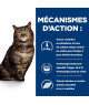 Chat K/D Early Stage Poulet
