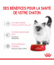 Royal Canin Cat Kitten Bouchée en Sauce