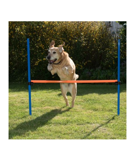 Agility : Obstacle Dog Activity