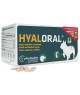 Hyaloral Chiot, petites et moyennes races