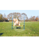 Agility : Obstacle Dog Activity