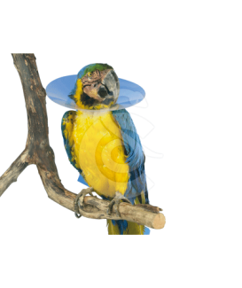 Carcan pour oiseau UU - placedesvetos.com