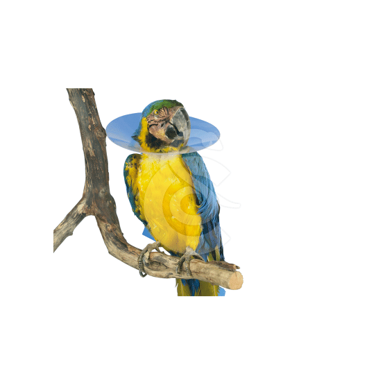 Carcan pour oiseau UU - placedesvetos.com