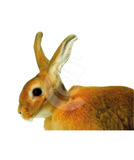 Carcan pour lapin UU - placedesvetos.com