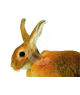 Carcan pour lapin UU