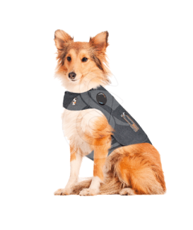 Gilet anti-anxiété ThunderShirt pour chien - placedesvetos.com