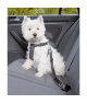 Harnais de sécurité voiture pour chien