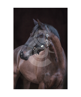 Licol Classic en nylon pour chevaux - placedesvetos.com
