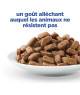 Chat Multi-Benefit Kitten Poulet