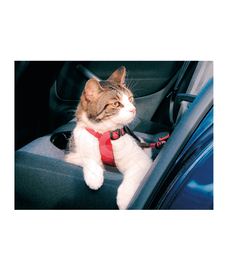 GPS Tractive Cat Mini pour chat - placedesvetos.com
