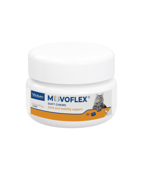 Movoflex Chat