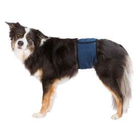 Bande ventrale pour chien mâle