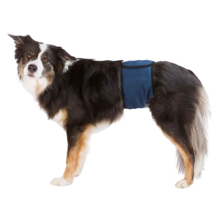Bande ventrale pour chien mâle