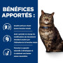 Chat K/D Early Stage Poulet