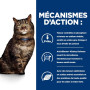 Chat K/D Early Stage Poulet