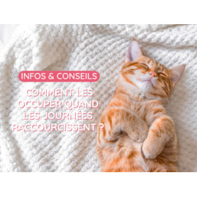 Conseil : comment occuper les chats d'intérieurs ?