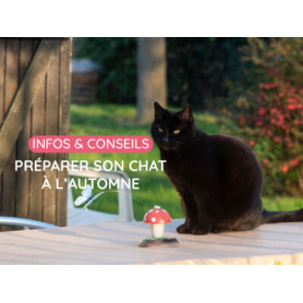 Conseil : Préparer son chat à l’automne