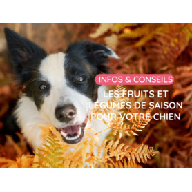 Conseil : Les fruits et légumes de saison pour votre chien