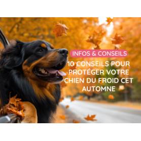 Conseil : Protéger votre chien du froid cet automne