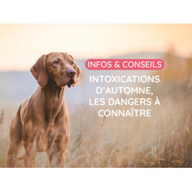 Conseil : Intoxications d’automne chez le chien et le chat