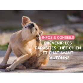 Conseil : Prévenir les parasites chez chien et chat avant l’automne