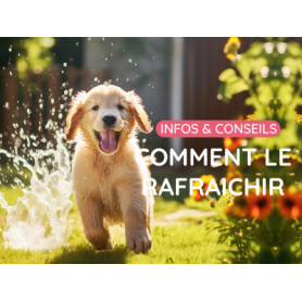 Conseil : Comment rafraîchir votre animal pendant l'été