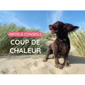 Conseil : Coup de chaleur de votre animal, comment le reconnaitre et que faire ?