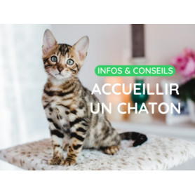Conseil : Accueillir un chaton, ses premiers jours chez vous