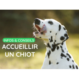 Conseil : Accueillir un chiot