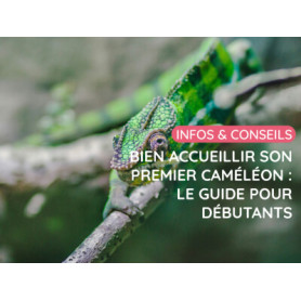 Conseil : Bien accueillir son premier caméléon