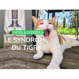 Conseil : Le syndrome du tigre chez le chat