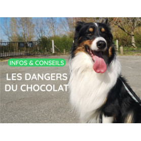 Conseil : Les dangers du chocolat