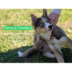 Conseil : Les puces et les tiques sont de retour