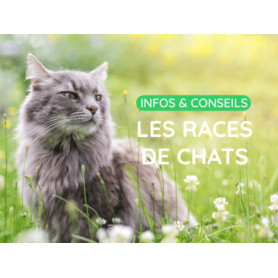 Conseil : Quelle race de chat est faite pour vous ?