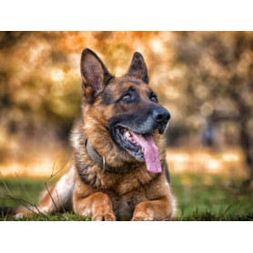 Conseil : Le Berger Allemand