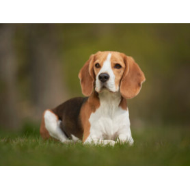 Conseil : Découvrez Le Beagle