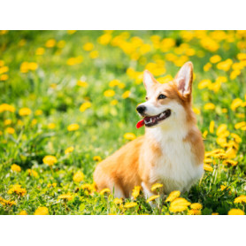 Conseil : Le Welsh Corgi Pembroke