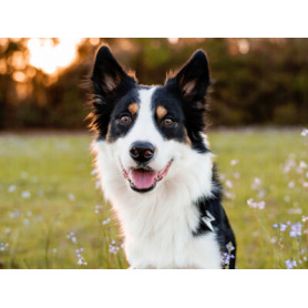 Conseil : Découvrez le Border Collie