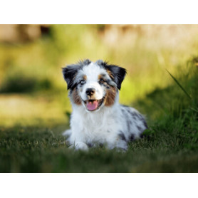 Conseil : Découvrez le Berger Australien