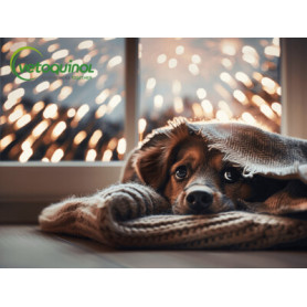 Conseil : Fin d'année, les bruits peuvent déstabiliser votre animal !