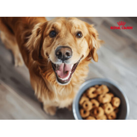 Conseil : Pourquoi allier alimentation humide et croquettes ?