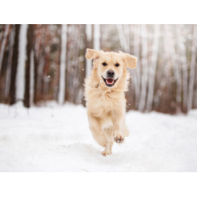 Conseil : L'arthrose chez votre animal