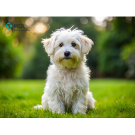 Conseil : Dérèglements climatiques, nos chiens sont aussi concernés !